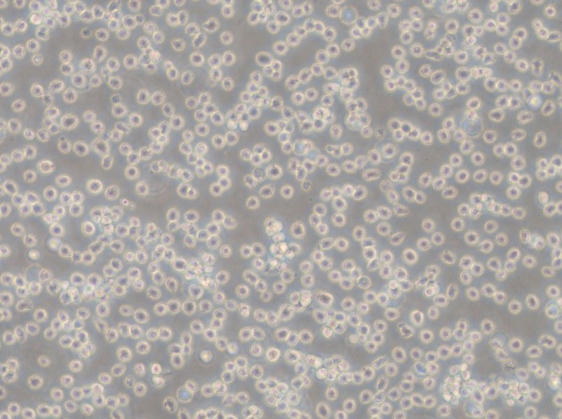 NALM-6 Cell Complete Medium - 4