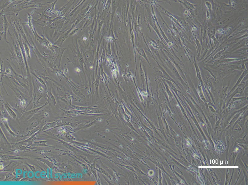 Mouse Adipose-Derived Stem Cell Complete Medium - 2