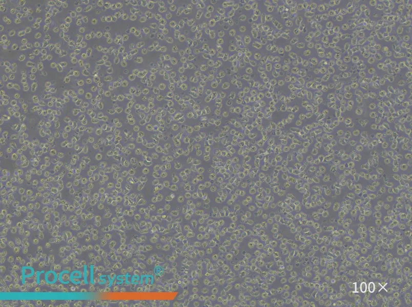JeKo-1 Cell Complete MediumJeKo-1 Cell Complete Medium - 2