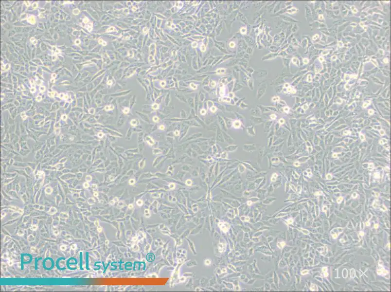NCI-H157 Cell Complete Medium - 1
