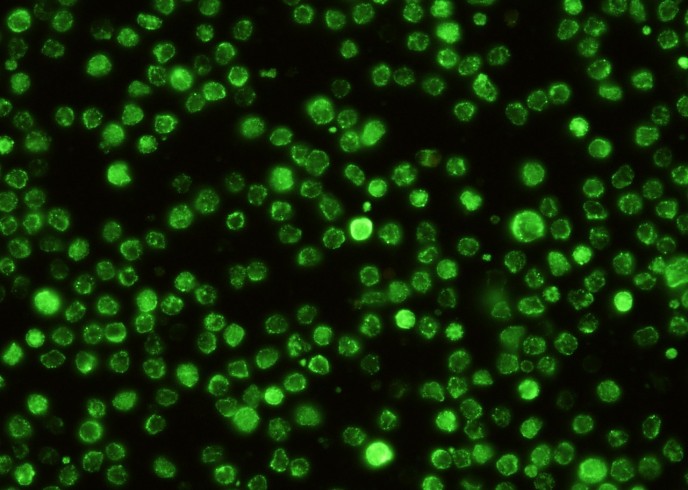 Recombinant SIGNR1/CD209b Monoclonal Antibody-searchlist-1