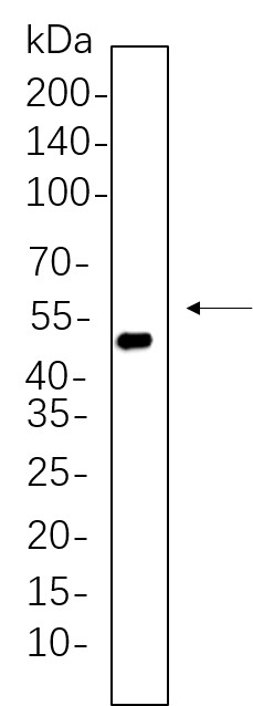 Recombinant Cytokeratin 20 Monoclonal Antibody-searchlist-1
