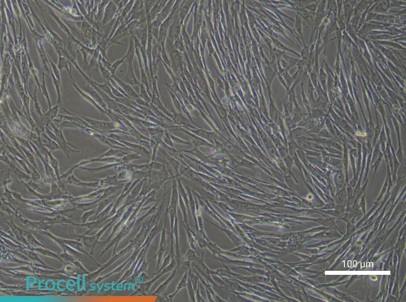 Human Renal Fibroblast Complete Medium - 2