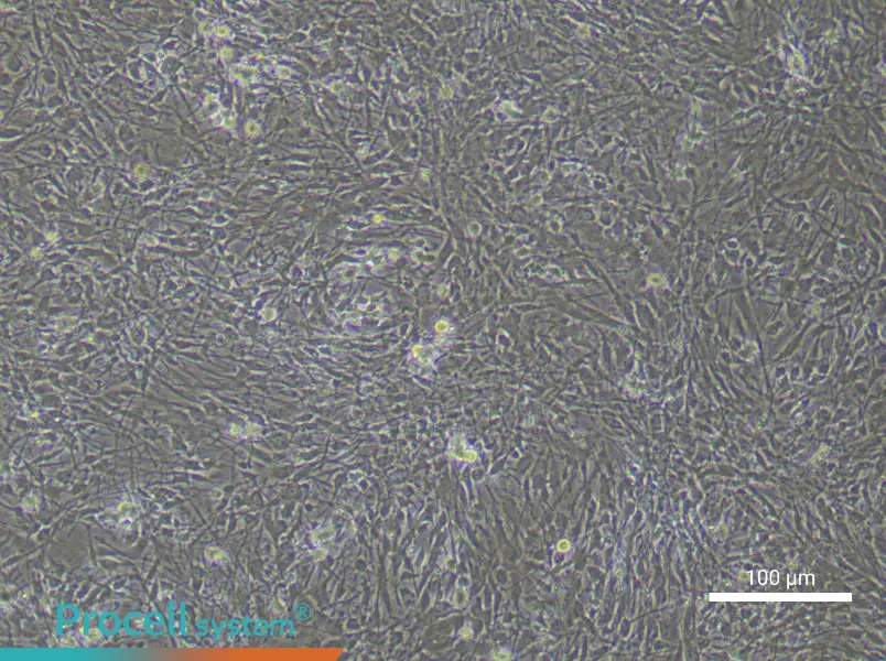 Rat Astrocyte Complete Medium - 3