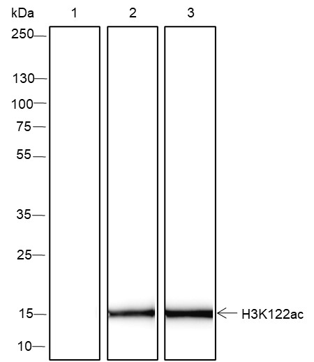 Recombinant Histone H3 (Acetyl Lys122) Monoclonal Antibody - 2