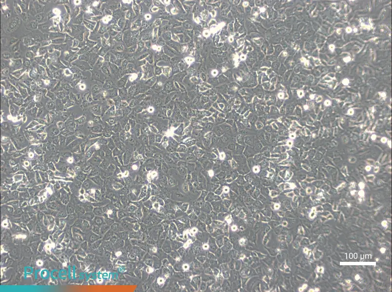 BPH-1BPH-1 - 2