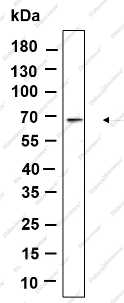 Recombinant Phospho-AMPK α1, 2 (Thr183, Thr172) Monoclonal Antibody - 1