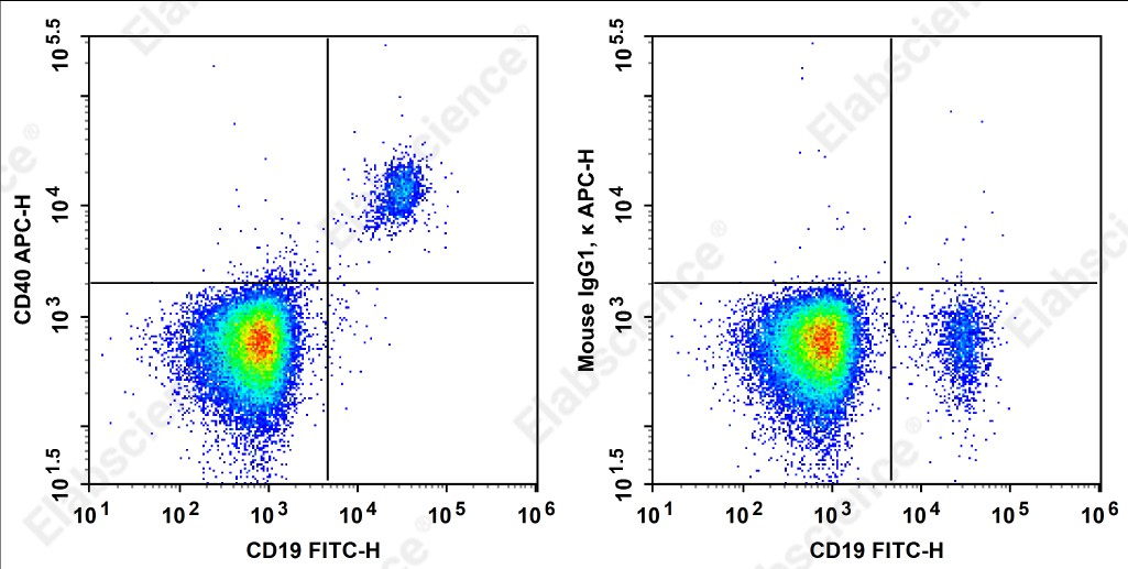 APC Anti-Human CD40 Antibody[5C3] - 1