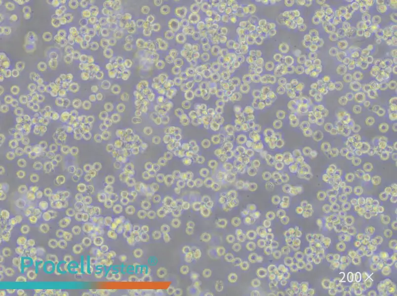 REC-1 Cell Complete Medium - 6