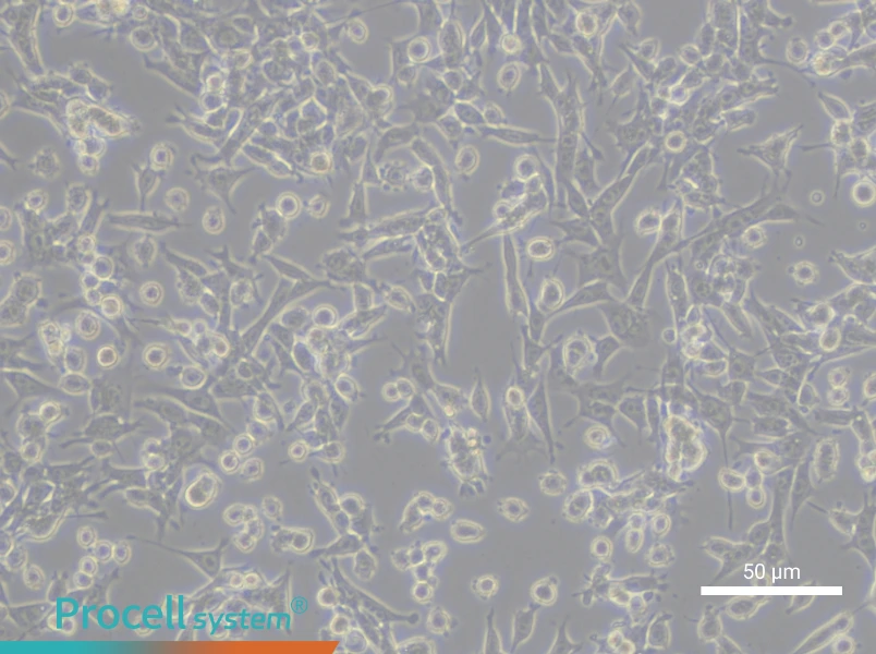 TCMK-1 Cell Complete Medium - 6