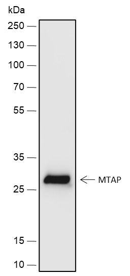 Recombinant MTAP Monoclonal Antibody - small - 2