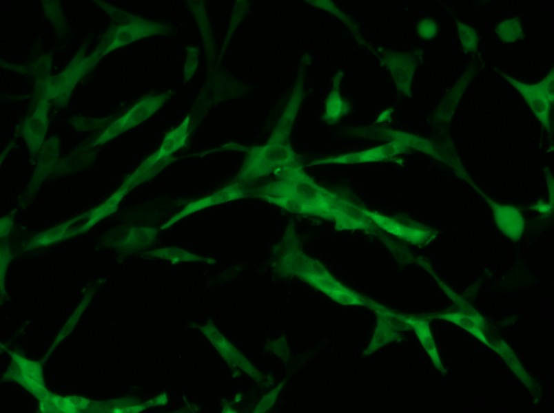 U-87 MG-GFP Cell Complete Medium - small - 12