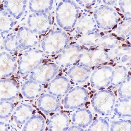 Recombinant IGJ Monoclonal Antibody - 2