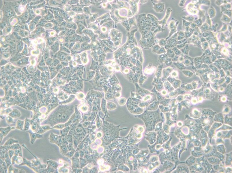 HEC-1-B Cell Complete Medium - 4