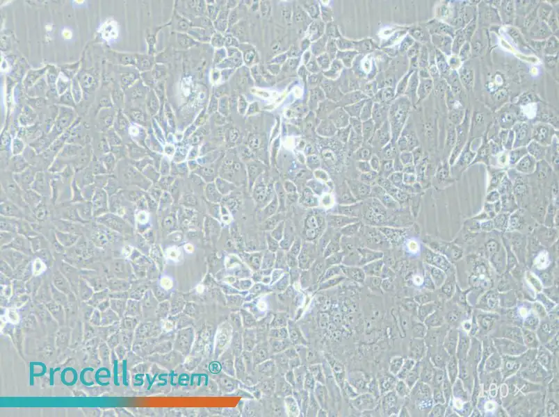 HCC-78 Cell Complete MediumHCC-78 Cell Complete Medium - 3