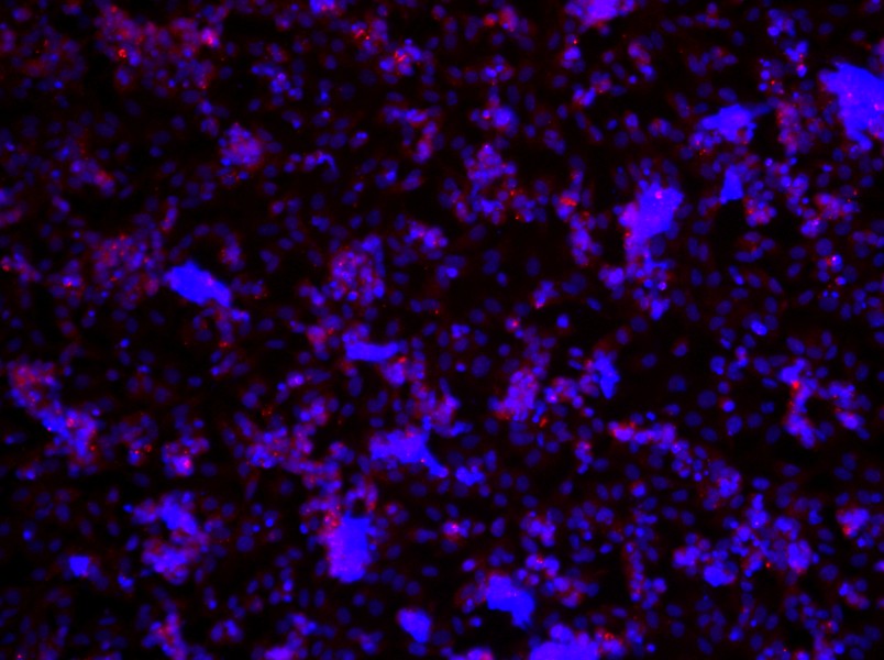 Rat Ovarian  Granulosa Cell Complete Medium - small - 3