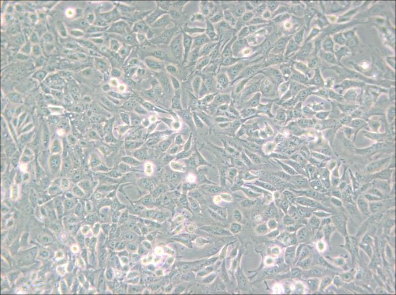 SV40 MES 13 Cell Complete Medium - 4