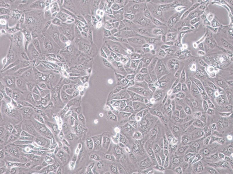 ACT-1 Cell Complete Medium - 2