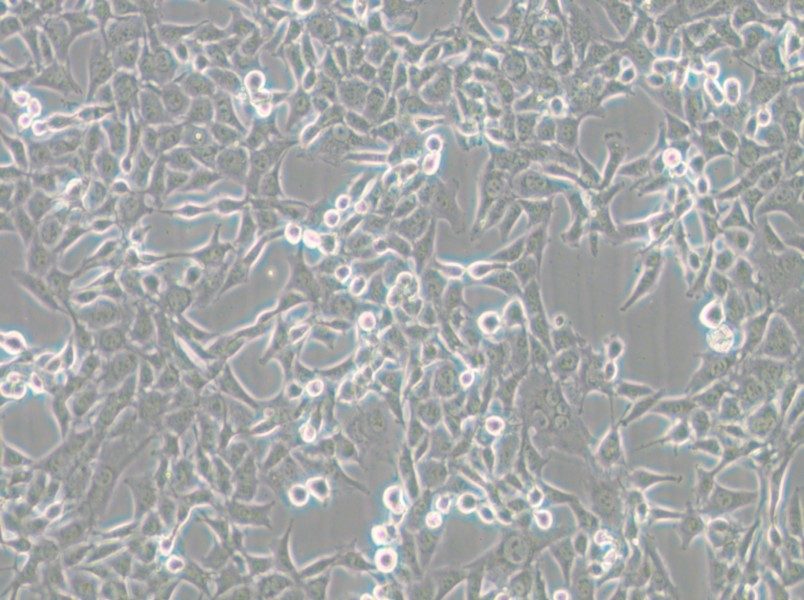 MC38 Cell Complete Medium - small - 5