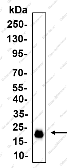 Recombinant Ly6A/E Monoclonal Antibody - 1