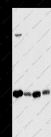 MRPL28 Polyclonal Antibody - 1
