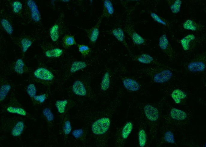 p38 alpha/MAPK14 Monoclonal Antibody - small - 5