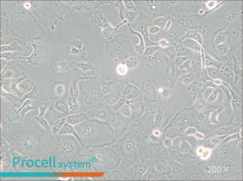 KLE Cell Complete Medium - small - 4