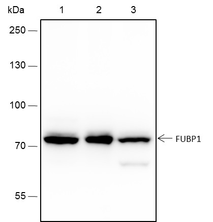 Recombinant FUBP1 Monoclonal Antibody-searchlist-1