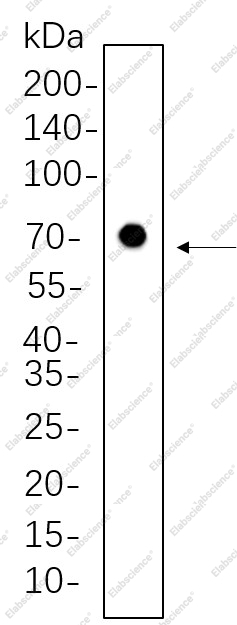 Recombinant Nrf1 Monoclonal Antibody - 1