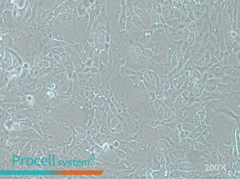 Panc 08.13 Cell Complete Medium - 6