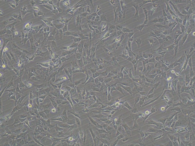 HTh-7 Cell Complete MediumHTh-7 Cell Complete Medium - 2