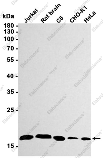 Recombinant Pin1 Monoclonal Antibody - 1