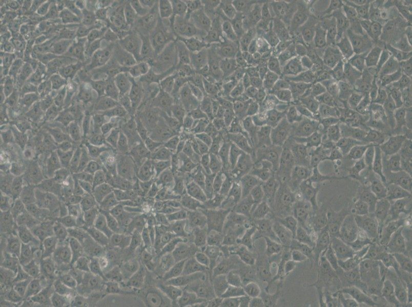 H9 Cell Complete Medium - 6