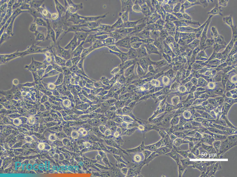 TM3 Cell Complete Medium - small - 6