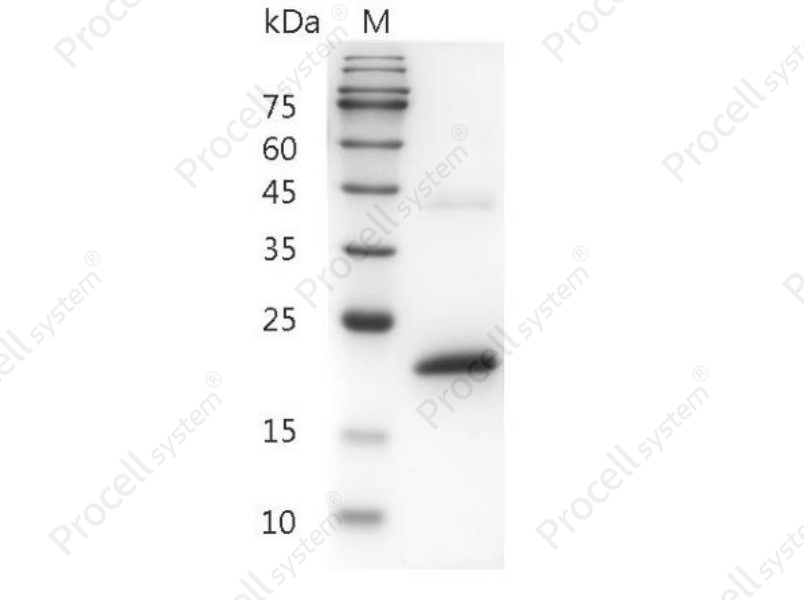 IFN&alpha; 1a/Ifa/Ifa8, Mouse, Recombinant