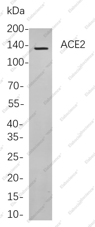 Recombinant ACE2 Monoclonal Antibody - 1