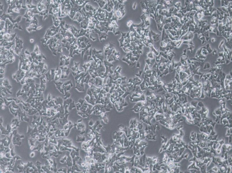 LS180 Cell Complete Medium-searchlist-1