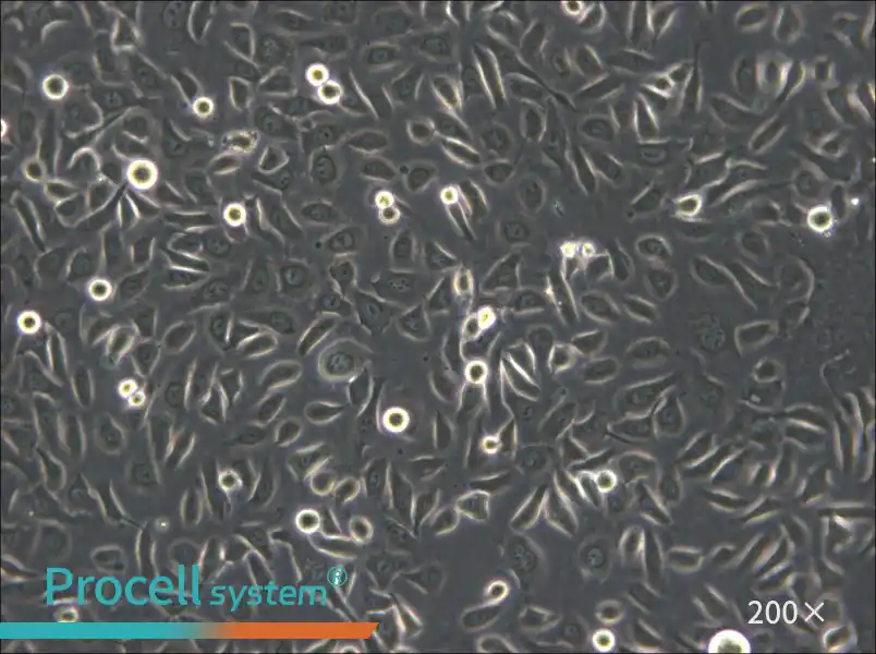 ME-180 Cell Complete Medium - 5