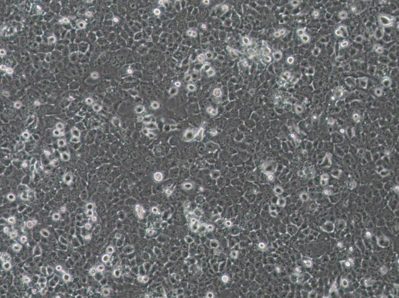 JHH-7 Cell Complete Medium-searchlist-1