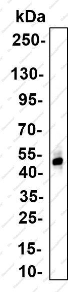 Recombinant ENOA Monoclonal Antibody - 1