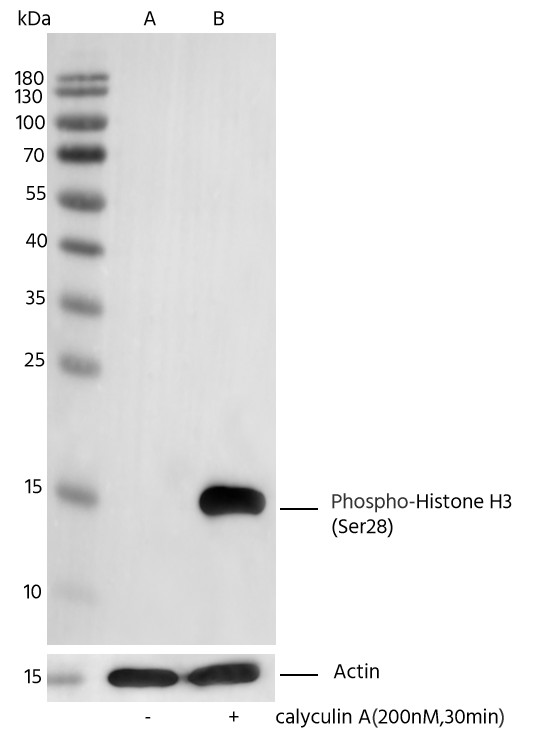 Recombinant Phospho-Histone H3 (Ser28) Monoclonal Antibody-searchlist-1