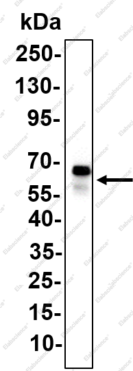 Recombinant hnRNP K Monoclonal Antibody - 1