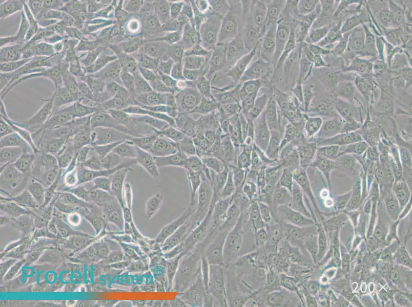 NIH/3T3-GFP Cell Complete Medium - 6