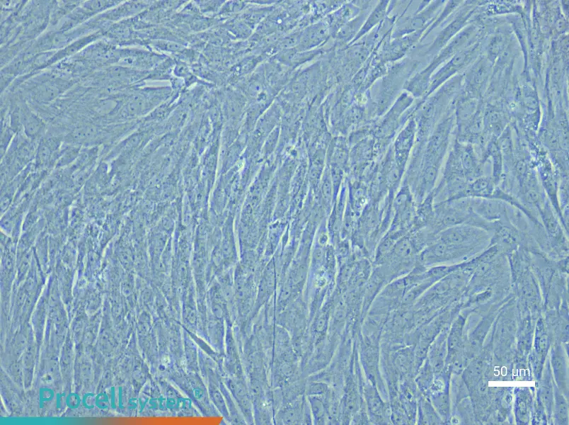 Rat Renal Artery Smooth Muscle Cell Complete Medium - 6
