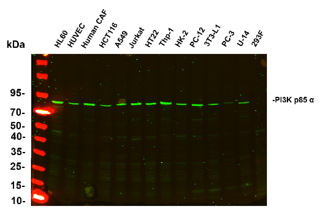 Recombinant PI3-Kinase p85 α Monoclonal Antibody - 3
