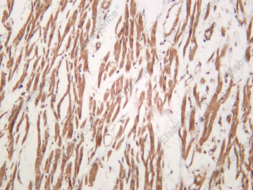 Recombinant PDE3A Monoclonal Antibody - 1