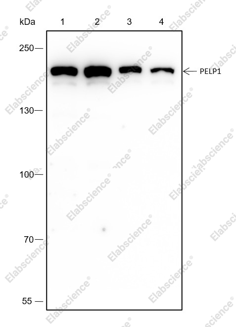 Recombinant PELP1 Monoclonal Antibody - 1
