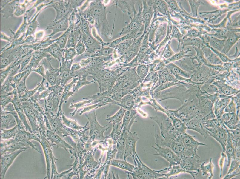 TtT/GF Cell Complete Medium - small - 4