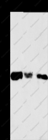 CALR Polyclonal Antibody - 1