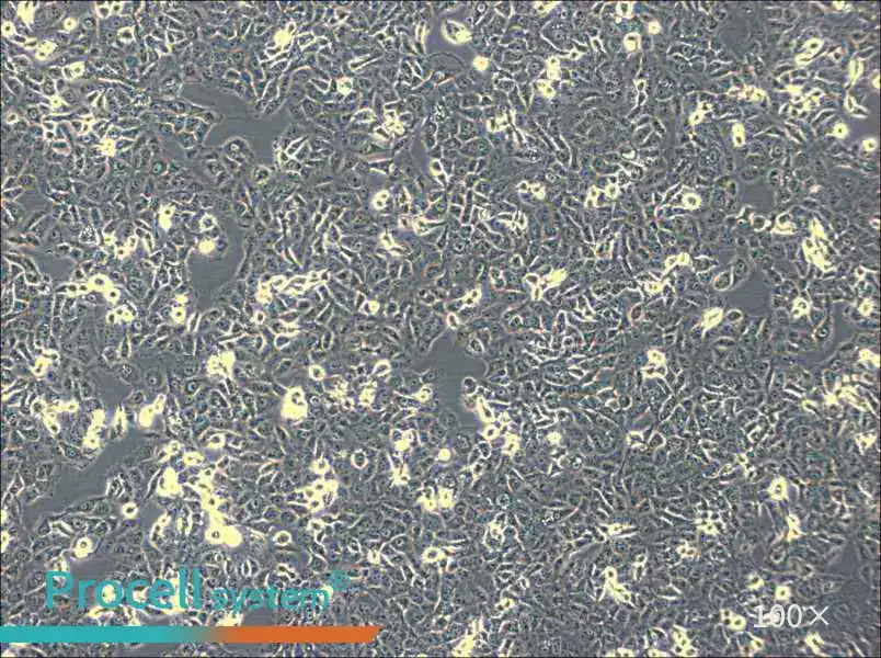 IOMM-Lee Cell Complete Medium - 1